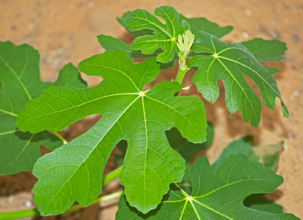 istock The green leaves of a fig tree 1290954164
