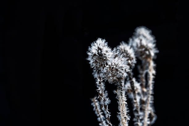 istock Frozen thistle buds covered with hoarfrost on a black background. 1290954871
