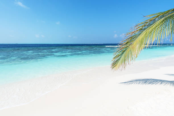istock Perfect white sand beach and turquoise tropical ocean 1290956434