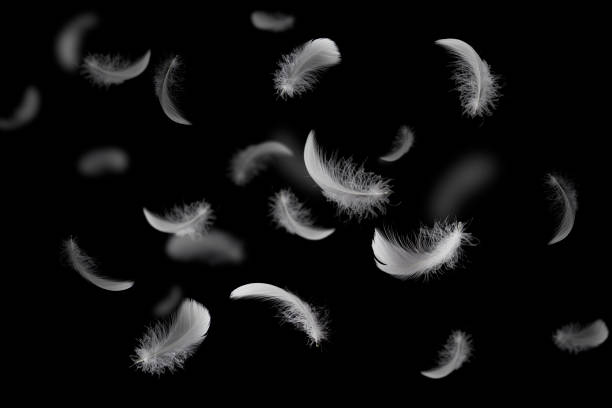 istock Group of light soft fluffy a white feathers flolating in the dark. black ground. abstract, feather freedom. 1290956445