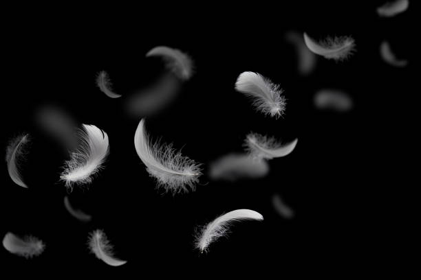 istock Group of light soft fluffy a white feathers flolating in the dark. black ground. abstract, feather freedom. 1290956467