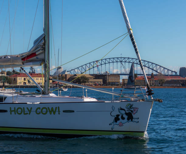 holy cow, ein 40-fuß-segelboot, das in sydney harbor mit dem opernhaus und der hafenbrücke im hintergrund vorbeifährt - motoring stock-fotos und bilder