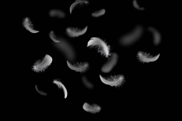 istock Light and soft fluffy a white feathers falling down in the dark. black background. abstract, feather freedom. 1290956534