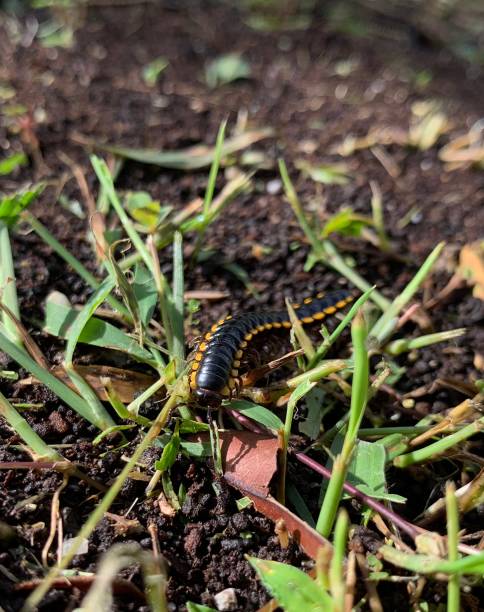 istock Earthworm in Yellow and Black 1290958970