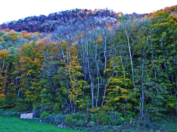 istock Mixed forests and trees on the Alpstein mountain range and in the Rhine river valley (Rheintal), Oberriet SG - Canton of St. Gallen, Switzerland 1290964257
