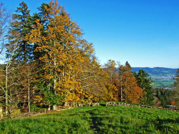istock Mixed forests and trees on the Alpstein mountain range and in the Rhine river valley (Rheintal), Oberriet SG - Canton of St. Gallen, Switzerland 1290964276