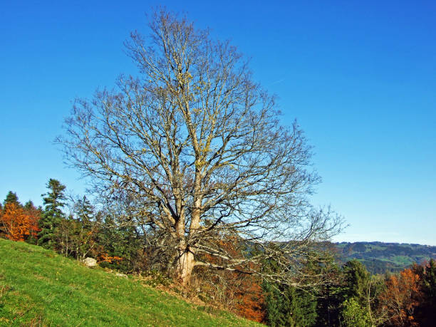 istock Mixed forests and trees on the Alpstein mountain range and in the Rhine river valley (Rheintal), Oberriet SG - Canton of St. Gallen, Switzerland 1290964302