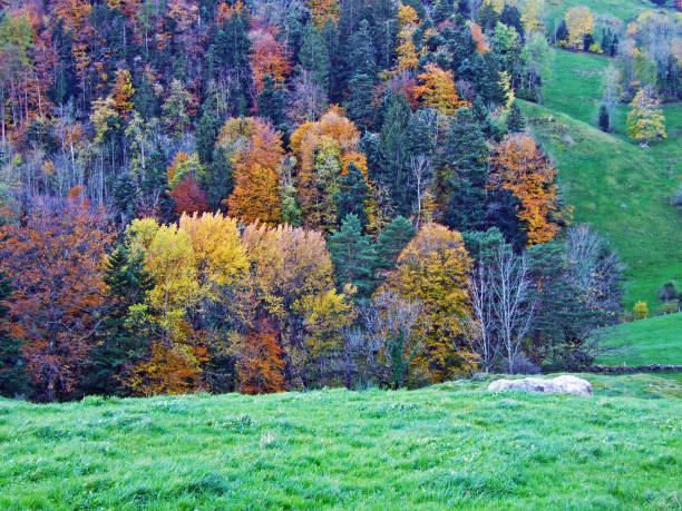 istock Mixed forests and trees on the Alpstein mountain range and in the Rhine river valley (Rheintal), Oberriet SG - Canton of St. Gallen, Switzerland 1290964314