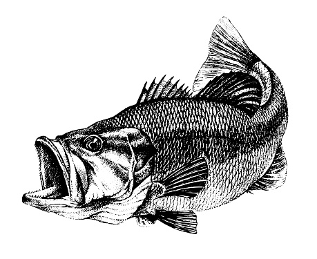 Bass, Micropterus salmoides. Fish collection. Healthy lifestyle, delicious food, ichthyology scientific drawings. Hand-drawn images, black and white graphics.