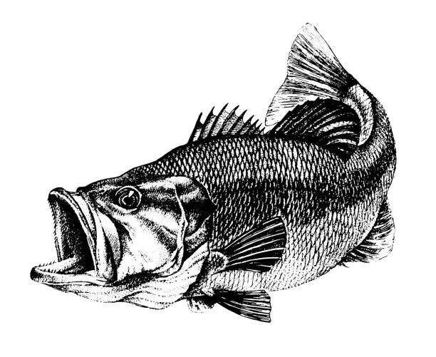 Vector illustration of Bass, Micropterus salmoides. Fish collection. Healthy lifestyle, delicious food, ichthyology scientific drawings