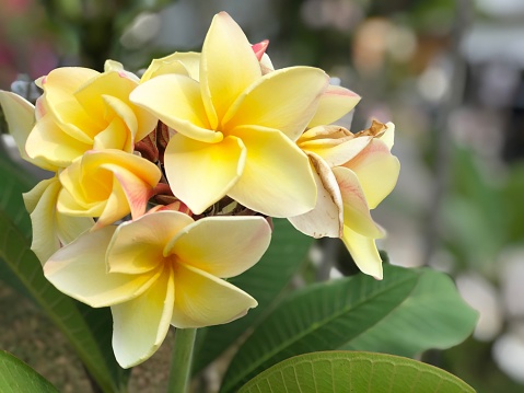 plumeria or frangipani flower on green leaves blurred background . whit copy space (aztec gold plumeria)