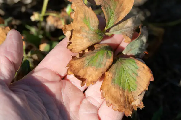 Photo of strawberry leaf damage as symptoms of fusarium wilt