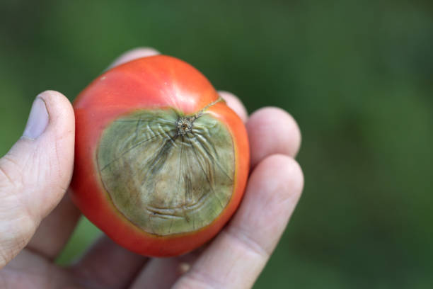 reife rote tomate mit verdorbener spitze aus hellgrüner fäulnis - colletotrichum stock-fotos und bilder