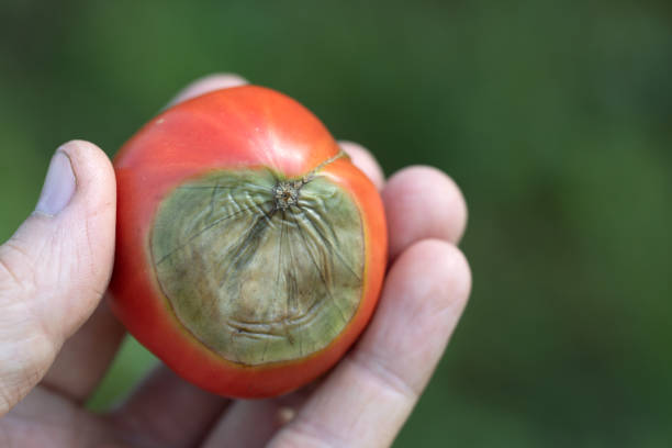 ripe red tomato with spoiled top of light green rot - colletotrichum imagens e fotografias de stock