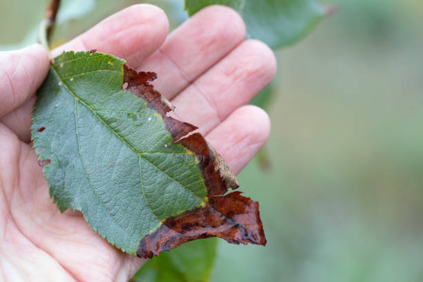 istock Bacterial burn of fruit trees is caused by pathogenic fungi and bacteria. 1290967511
