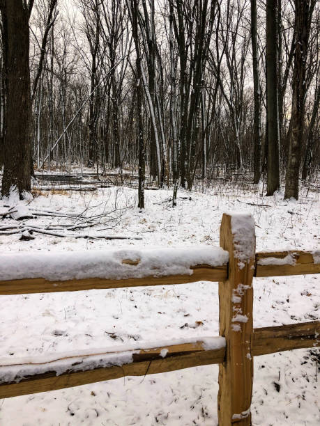 istock Snowy ground and trees in Wisconsin woods 1290968254