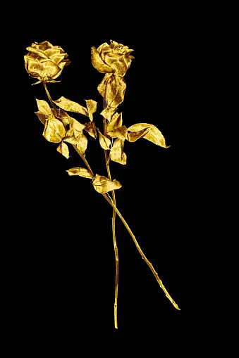 Golden Rose Pictures | Download Free Images on Unsplash