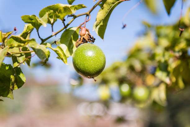 Green Passiflora edulis in a farm in Shenzhen, China. It commonly known as passion fruit, is a vine species of passion flower native to southern Brazil through Paraguay and northern Argentina. stock photo