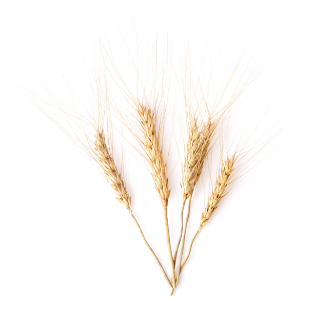 istock barley grains isolated on white background 1290969215