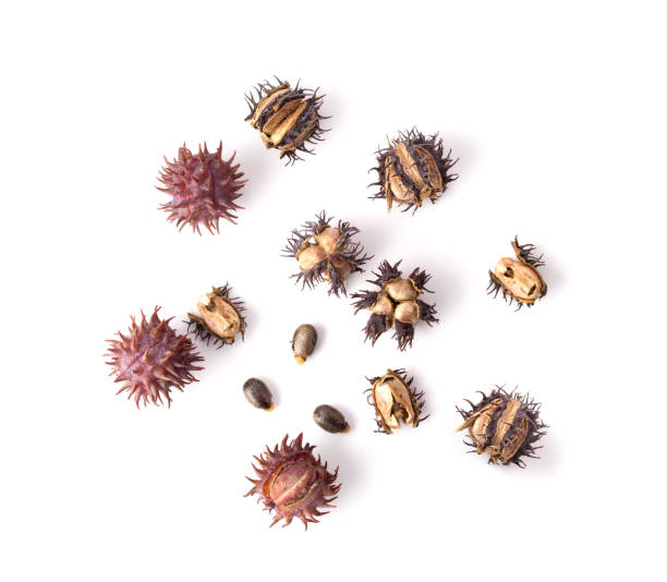Castor oil seeds isolated on white background Castor oil seeds isolated on white background. top view castor oil stock pictures, royalty-free photos & images