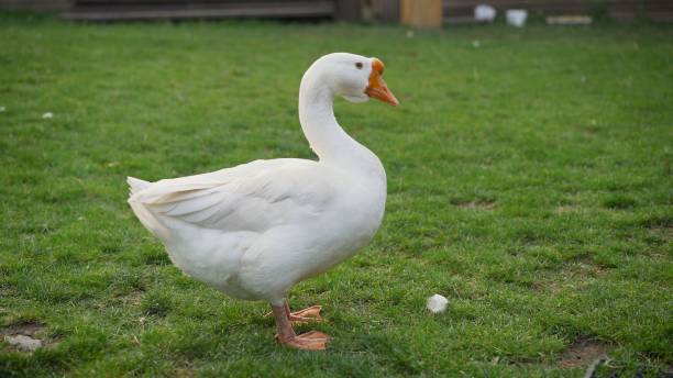 istock Beautiful White goose in a lake. beautiful goose 1290970529