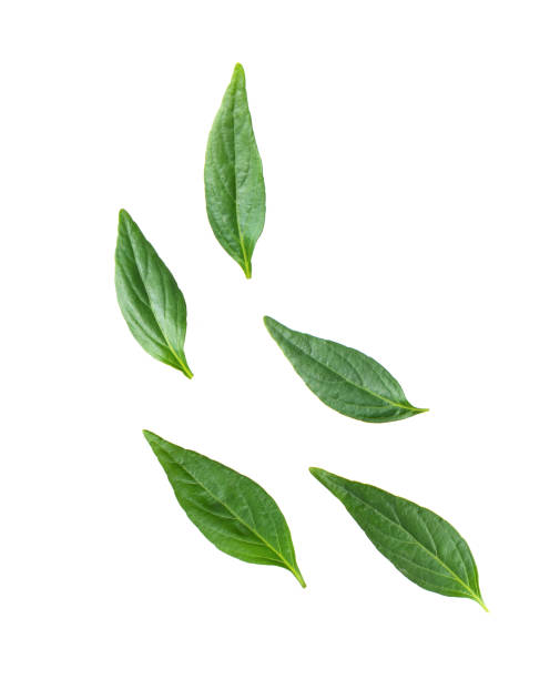 istock Kariyat or Andrographis paniculata green leaves isolated on a white background 1290972075