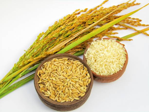 istock Ears of paddy with Rice paddy isolated on white background 1290972124