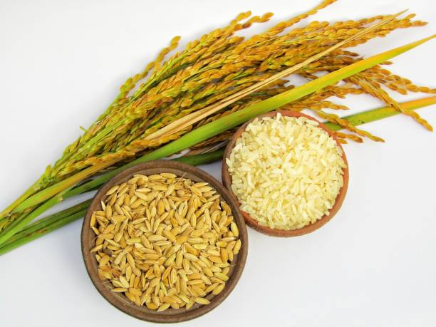 istock Ears of paddy with Rice paddy isolated on white background 1290972132