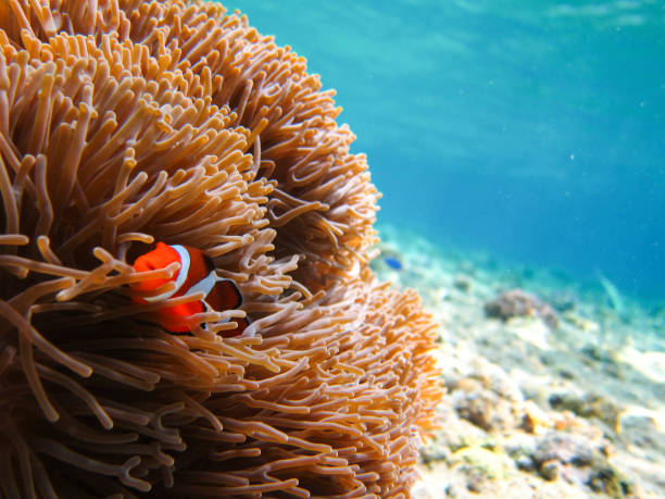 istock MENJANGAN ISLAND 1290973460