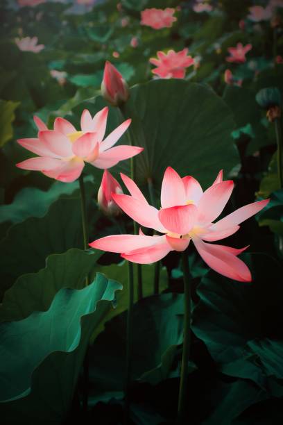 lotus flower in bloom - single flower macro lotus close up imagens e fotografias de stock