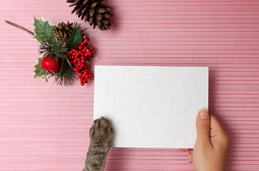 Greeting card or gift grabbed by the hand of a person and cat on a pink background with Christmas decoration.