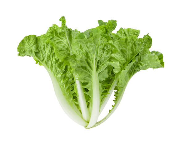 istock fresh lettuce leaves on white background 1290974984