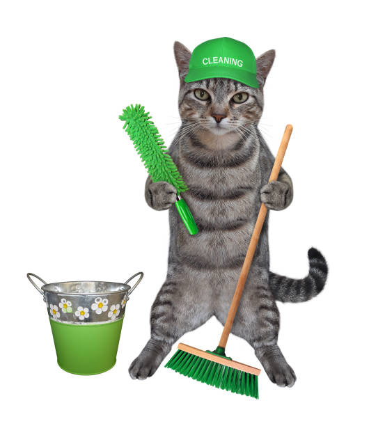 istock Cat gray with dust brush and broom 2 1290975478