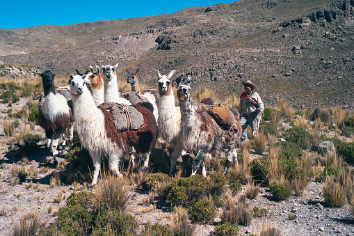 Chivay, Peru - July 21, 2010: Andean Herder with Llama Herd as Pack Animals, a Traditional Peruvian armer or Campesino Herding his Livestock and transporting Rocks.