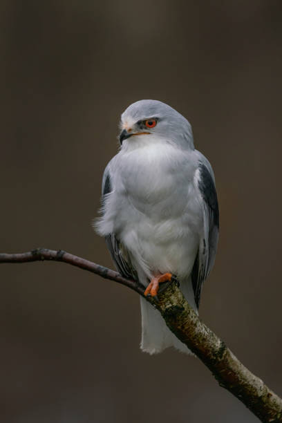 istock Beautiful Black-crowned Night Heron (Nycticorax nycticorax) on a branch 1290976699