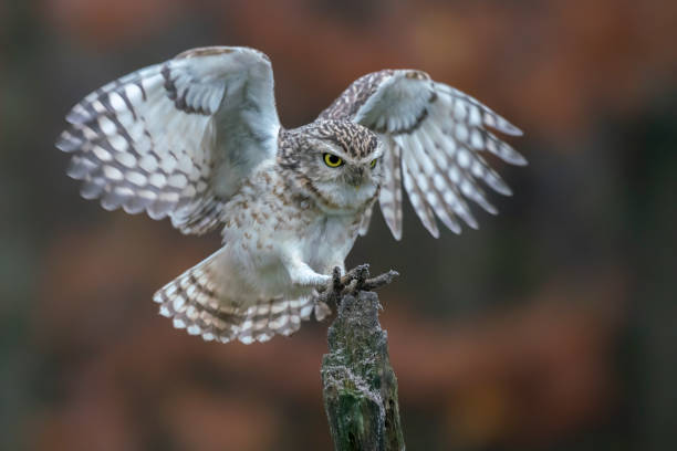 istock Burrowing owl (Athene cunicularia) landing on a branch. 1290976766