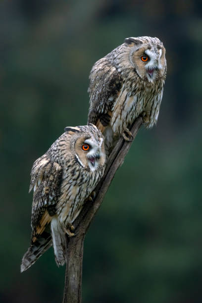 istock Two beautiful The long-eared owls (Asio otus) on a branch 1290976767