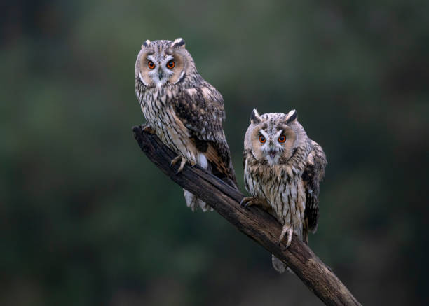 Two beautiful The long-eared owls (Asio otus) on a branch