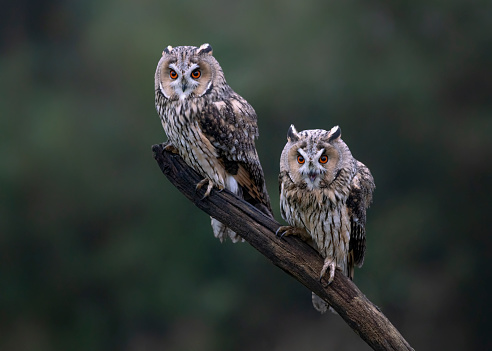 Two beautiful The long-eared owls (Asio otus) on a branch in the forest of Noord Brabant in the Netherlands.