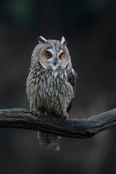 Photo of Beautiful The long-eared owls (Asio otus) on a branch