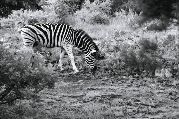 istock Black and white image of a zebra 1290976927
