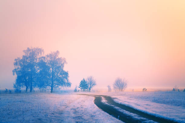 istock Misty sunrise in the winter forest. 1290977684