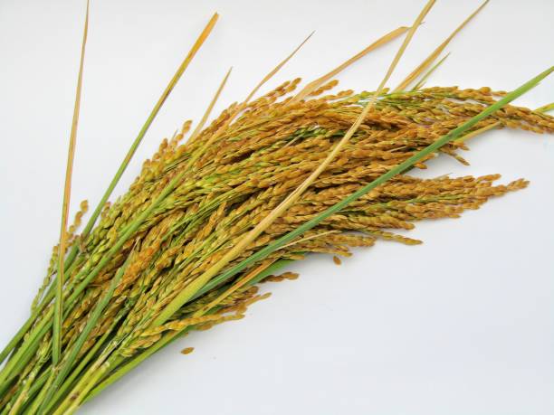 istock Ears of rice paddy isolated on white background 1290979878