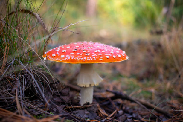 秋の森のアマニタ・ムスカリア。秋林の森のキノコ - fungus nature orange agaric toxic substance ストックフォトと画像