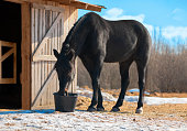 The horse is drinking a water from the plastic bucket near its stable in outdoors in winter.