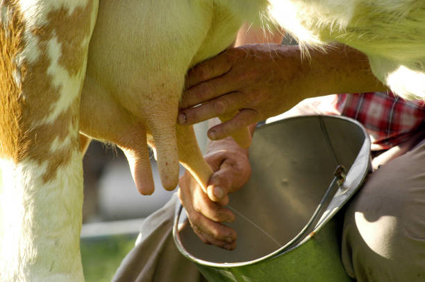 Milking equipment attached to a dairy cow - Buenos Aires - Argentina