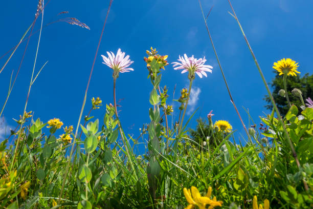 istock Flowers on the mountain field during sunrise. 1290981406