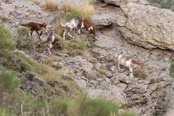 istock goats grazing in the field 1290981472