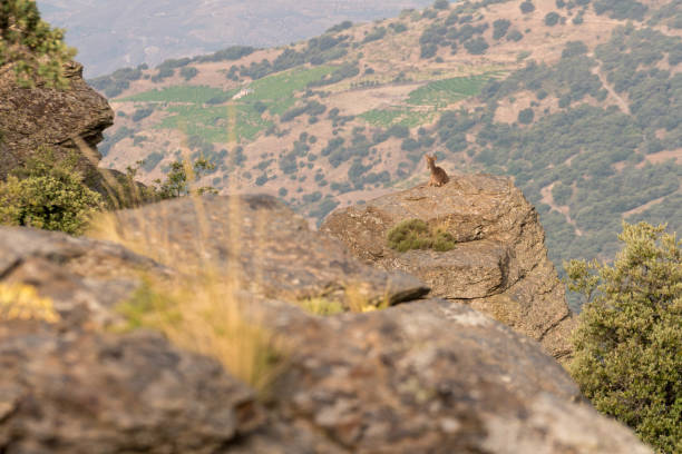 istock mountain goats on top of the rock 1290981496
