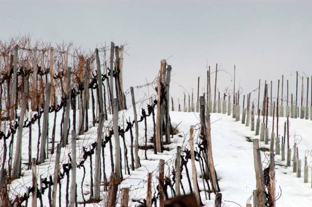 istock snowy vineyard with vines in winter 1290982643